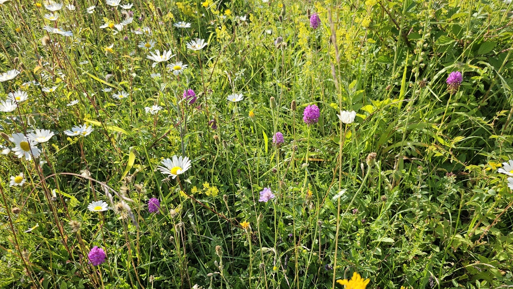 Biodiversitet: udkast til dansk handlingsplan i høring samt EU's mål indmeldt til FN