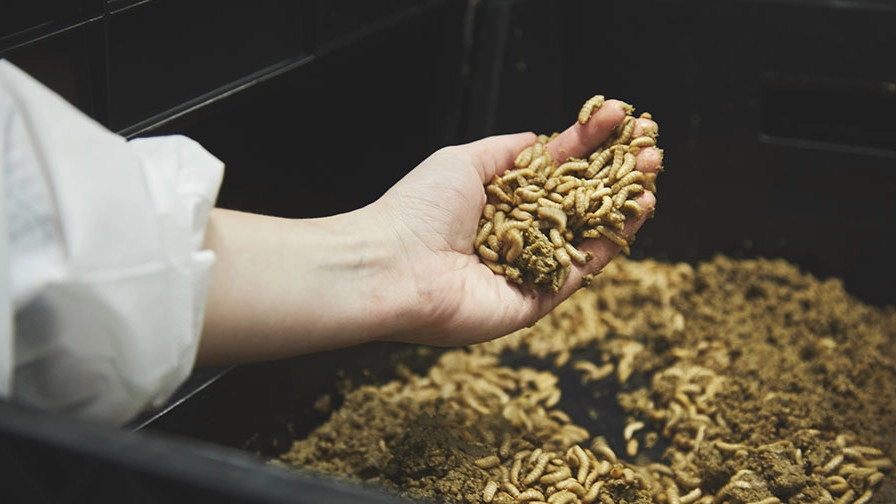 Biopulp af madaffald kan upcycles til insektproduktion til dyrefoder